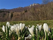 72 Crocus vernus bianchi con vista in alto sui roccioni del Pralongone